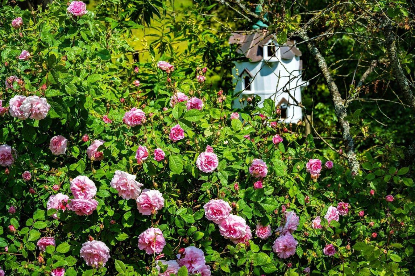 Ebony Cottage Tenbury Dış mekan fotoğraf